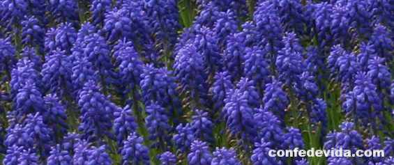 fases bonitas de primavera