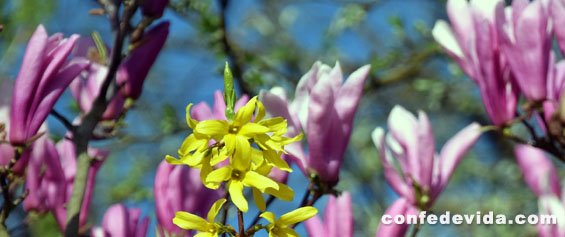 Foto para Poema de una Tarde de Primavera