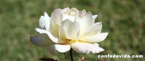 Poema Cultivo una Rosa Blanca